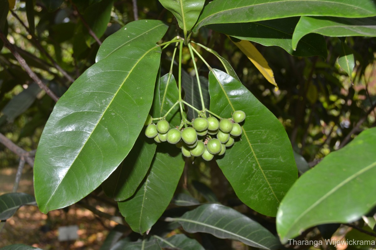 Acronychia pedunculata (L.) Miq.